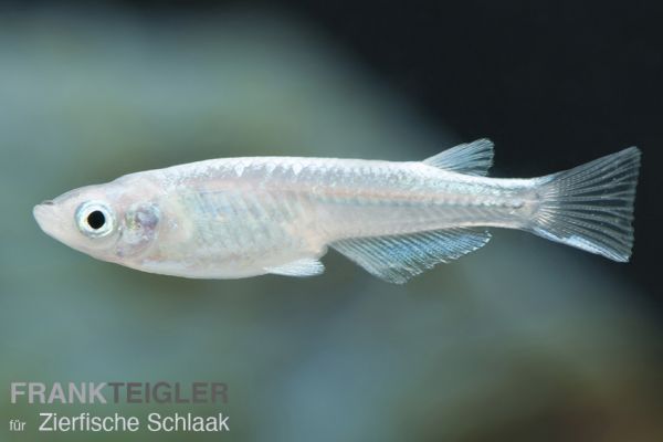 Japankärpfling - Oryzias latipes Platinum